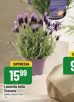 Lawenda bella Toscana