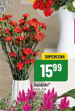 Polomarket Goździki oferta