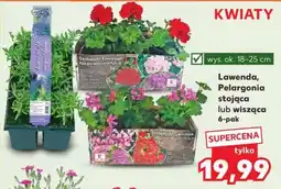 Kaufland Lawenda, Pelargonia stojąca lub wisząca 6-pak oferta