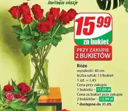 Dino Róże oferta