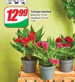 Dino Celozja Twisted oferta