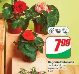 Dino Begonia bulwiasta oferta