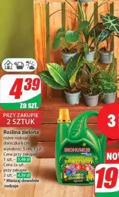 Dino Roślina zielona oferta