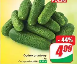 Dino Ogórek gruntowy oferta