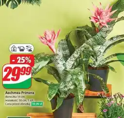 Dino Aechmea Primera oferta