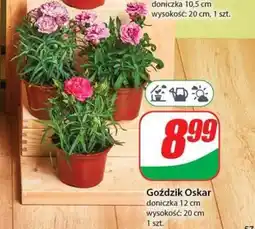 Goździk Oskar