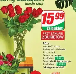 Dino Róża oferta