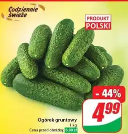 Dino Ogórek gruntowy polska oferta