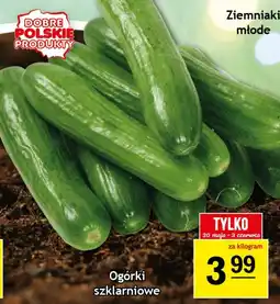 Gram Market Ogórki szklarniowe oferta