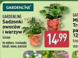 ALDI Gardenline Sadzonki owocw i warzyw oferta