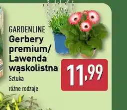 ALDI Gardenline Gerbery premium/Lawenda wskolistna oferta