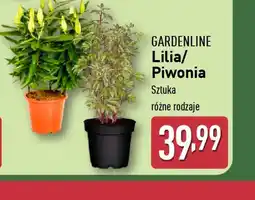 Gardenline Lilia/Piwonia