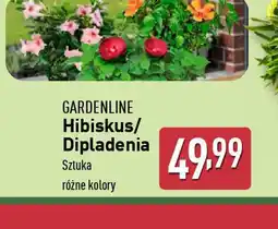 Gardenline Hibiskus/Dipladenia