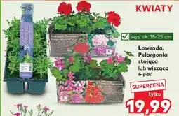 Kaufland Lawenda, Pelargonia stojąca lub wisząca oferta