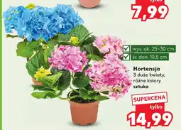 Kaufland Hortensja oferta