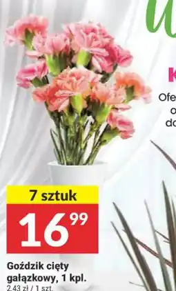 Twój Market Goździk cięty gałązkowy oferta