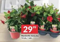 Twój Market Mandevilla doniczka oferta