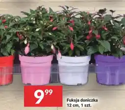 Twój Market Fuksja doniczka oferta