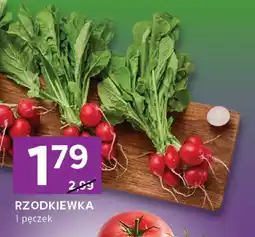 Stokrotka Rzodkiewka 1 pęczek Stokrotka oferta