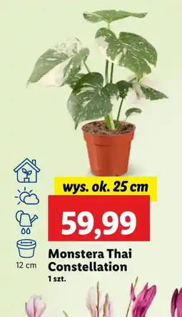 Lidl Monstera Ok oferta