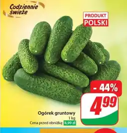 Dino Ogórek Polski oferta