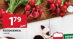 Rzodkiewka