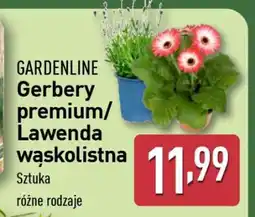 ALDI GARDENLINE Gerbery premium/Lawenda wąskolistna oferta