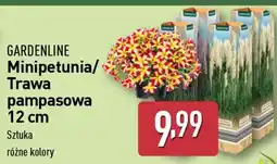 ALDI GARDENLINE Minipetunia/Trawa pampasowa 12 cm oferta