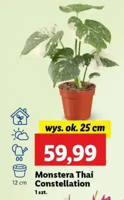 Lidl Monstera Thai Constellation oferta