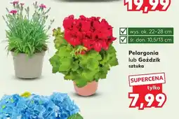Kaufland Pelargonia Ok oferta