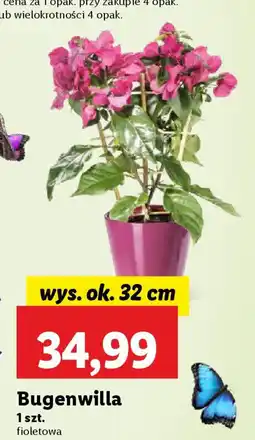 Lidl Bugenwilla oferta