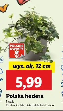 Lidl Polska hedera oferta
