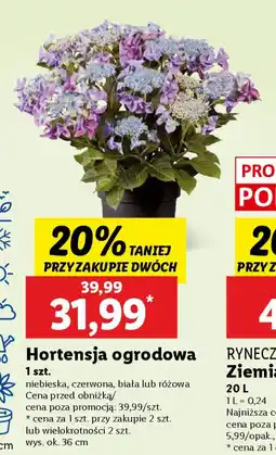 Lidl Hortensja ogrodowa oferta