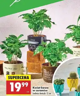 Biedronka Kwiat E oferta