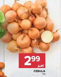Stokrotka Market Cebula oferta