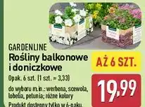 ALDI Petunia Gardenline oferta