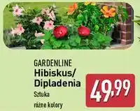 ALDI Dipladenia Gardenline oferta