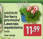ALDI Lawenda wąskolistna Gardenline oferta