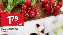 Stokrotka Rzodkiewka oferta
