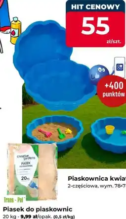 Mrówka Piaskownica kwiat oferta