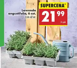Biedronka Lawenda angustifolia oferta