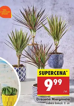 Biedronka Dracena Marginata oferta