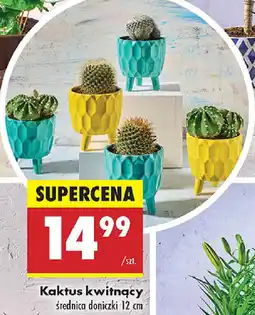 Biedronka Kaktus kwitnący oferta