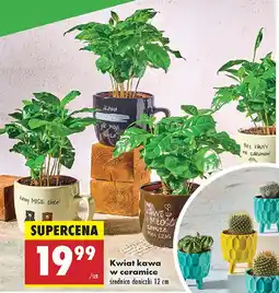 Biedronka Kwiat kawa w ceramice oferta