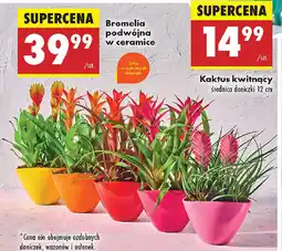 Biedronka Bromelia podwójna w ceramice oferta