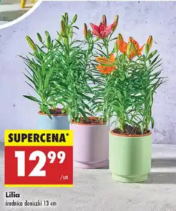 Biedronka Lilia oferta