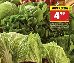 Biedronka Sałata masłowa doniczkowa oferta