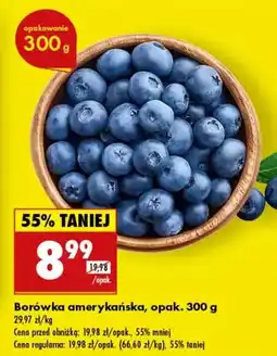 Biedronka Borówka amerykańska oferta