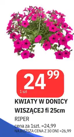 E.Leclerc Kwiat wiszący 25 cm oferta