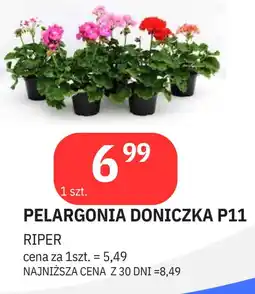 Pelargonia